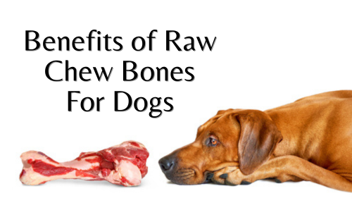 Benefits of Raw Chew Bones For Dogs Raw Origins Pet