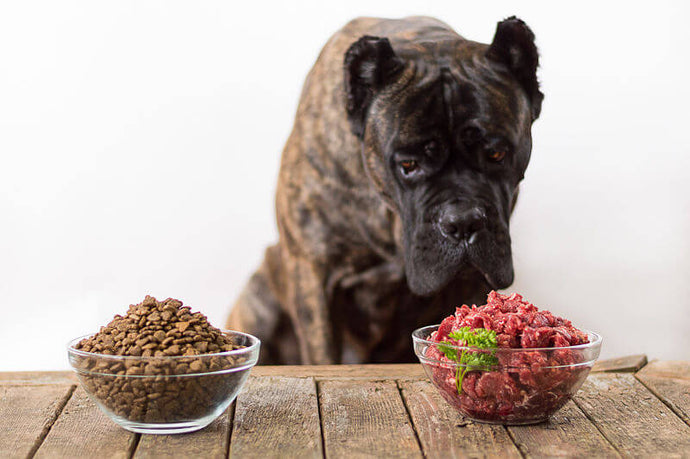 Unmasking the Dangers: How Processed Dry Dog Food Can Harm Your Dog
